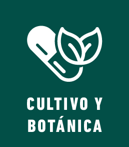 Categoría 4